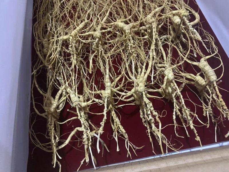 林下参小籽货超长芦头批发零售一手货源