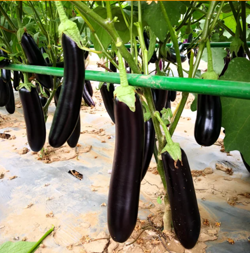 比亚久7152F1绿萼片黑长茄子种子杂交一代黑长茄早熟