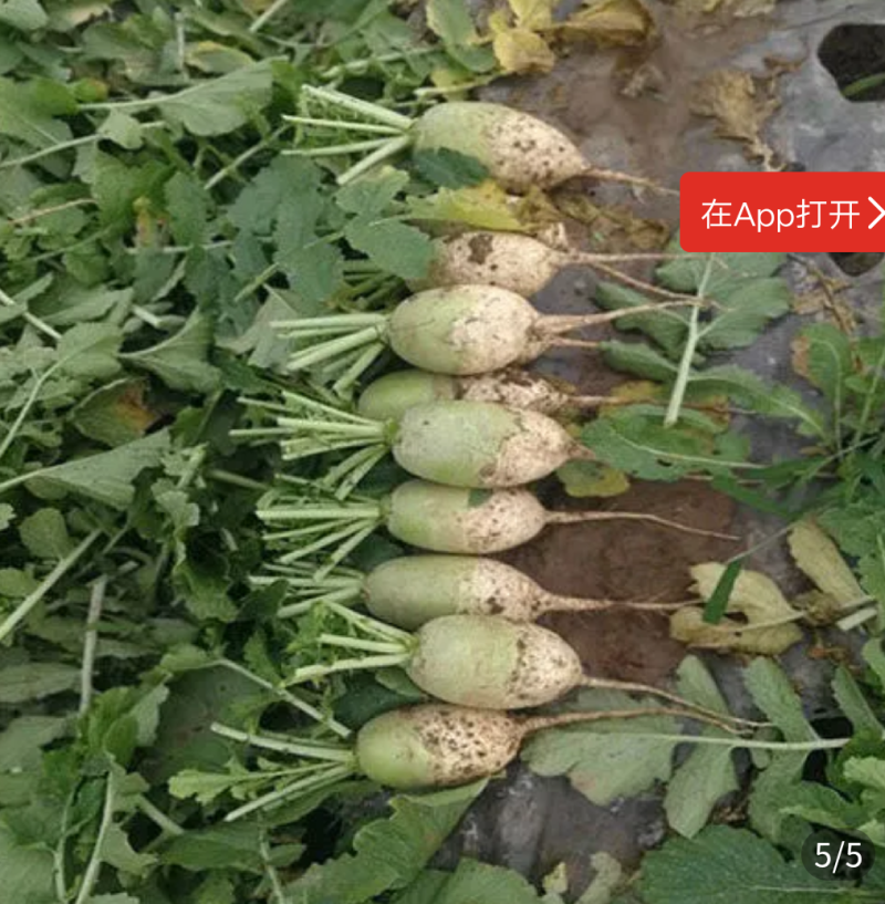 比亚久7152F1绿萼片黑长茄子种子杂交一代黑长茄早熟