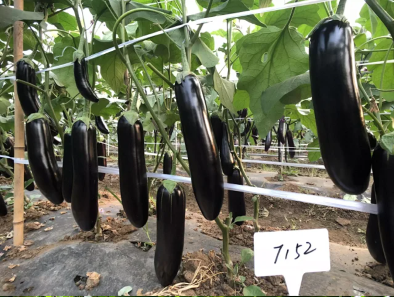 比亚久7152F1绿萼片黑长茄子种子杂交一代黑长茄早熟