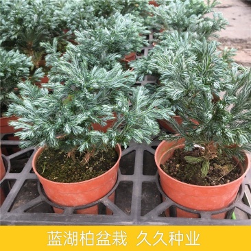 蓝松盆栽植物蓝松盆景种植苗四季常青蓝湖柏庭院阳台景观绿植