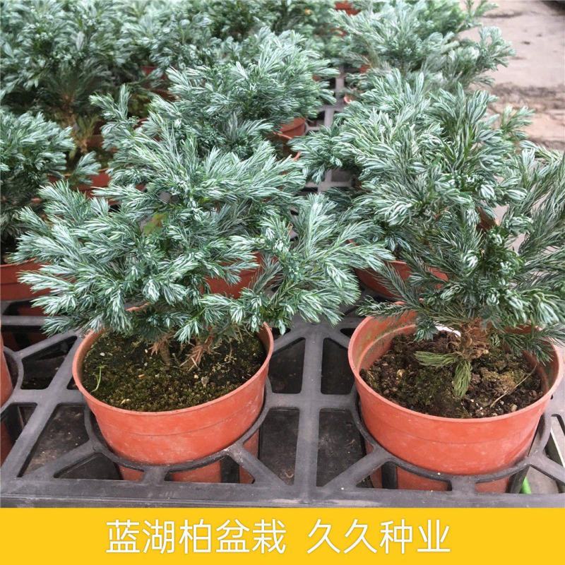 蓝松盆栽植物蓝松盆景种植苗四季常青蓝湖柏庭院阳台景观绿植