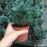 蓝松盆栽植物蓝松盆景种植苗四季常青蓝湖柏庭院阳台景观绿植