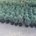 蓝松盆栽植物蓝松盆景种植苗四季常青蓝湖柏庭院阳台景观绿植