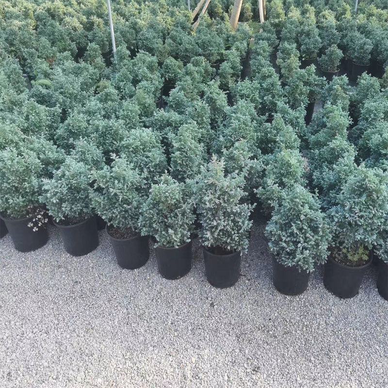 蓝松盆栽植物蓝松盆景种植苗四季常青蓝湖柏庭院阳台景观绿植
