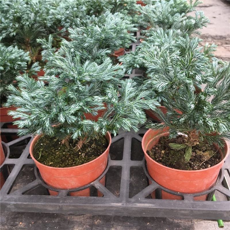 蓝松盆栽植物蓝松盆景种植苗四季常青蓝湖柏庭院阳台景观绿植