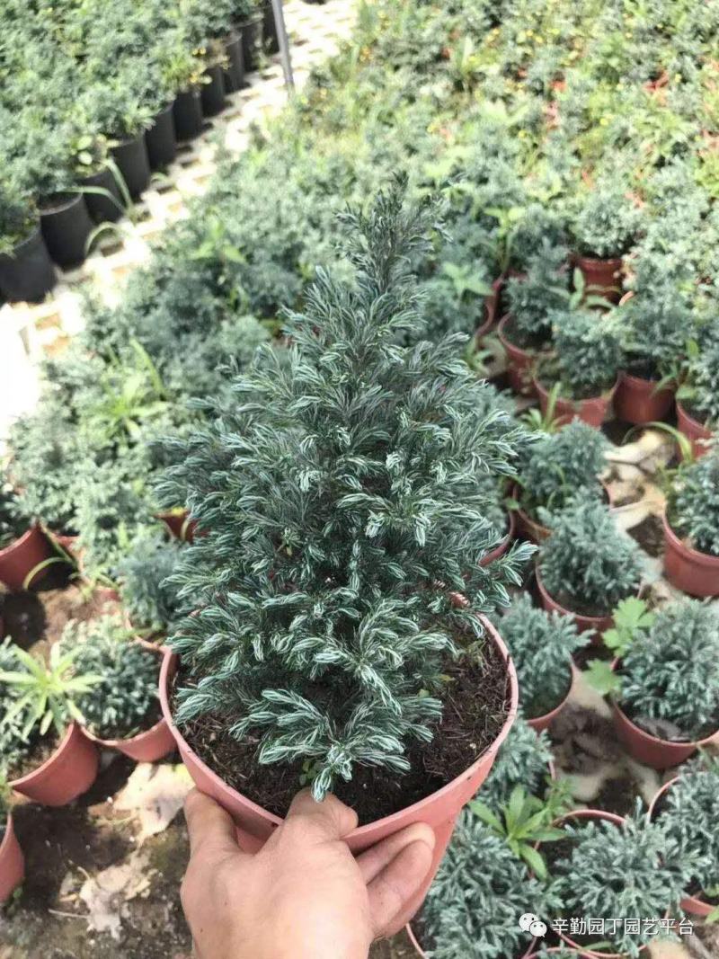 蓝松盆栽植物蓝松盆景种植苗四季常青蓝湖柏庭院阳台景观绿植