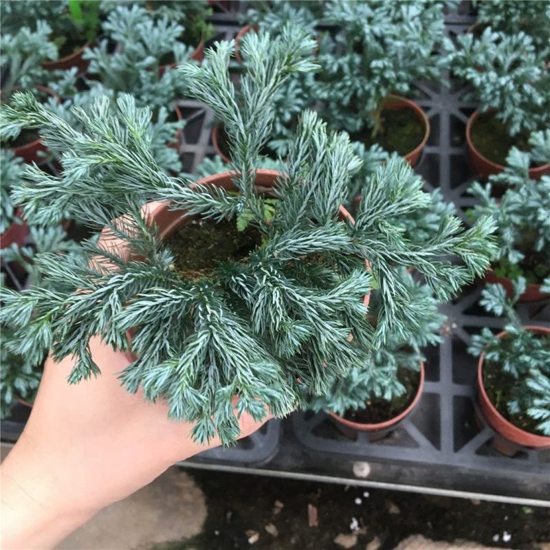 蓝松盆栽植物蓝松盆景种植苗四季常青蓝湖柏庭院阳台景观绿植