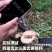 锯子快速手工锯砍树锯树木工锯折叠锯手动手拉锯伐木锯钢锯家
