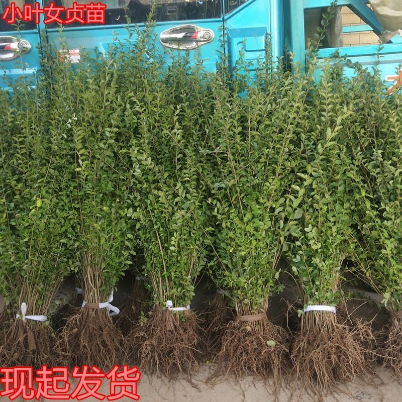 小叶女贞绿篱苗30-50高度量大从优规格齐全无中介