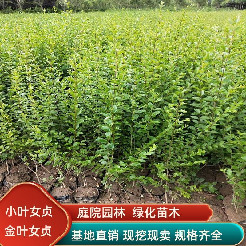 小叶女贞绿篱苗30-50高度量大从优规格齐全无中介