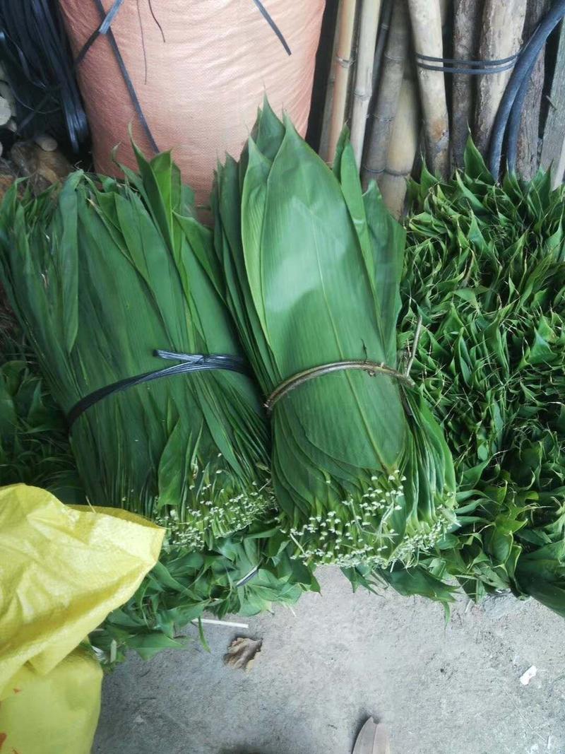 广西荔浦粽叶大量上市，每天现摘，鲜货干货同时供应
