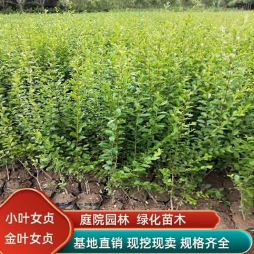 小叶女贞绿篱苗30-50高度量大从优规格齐全无中介