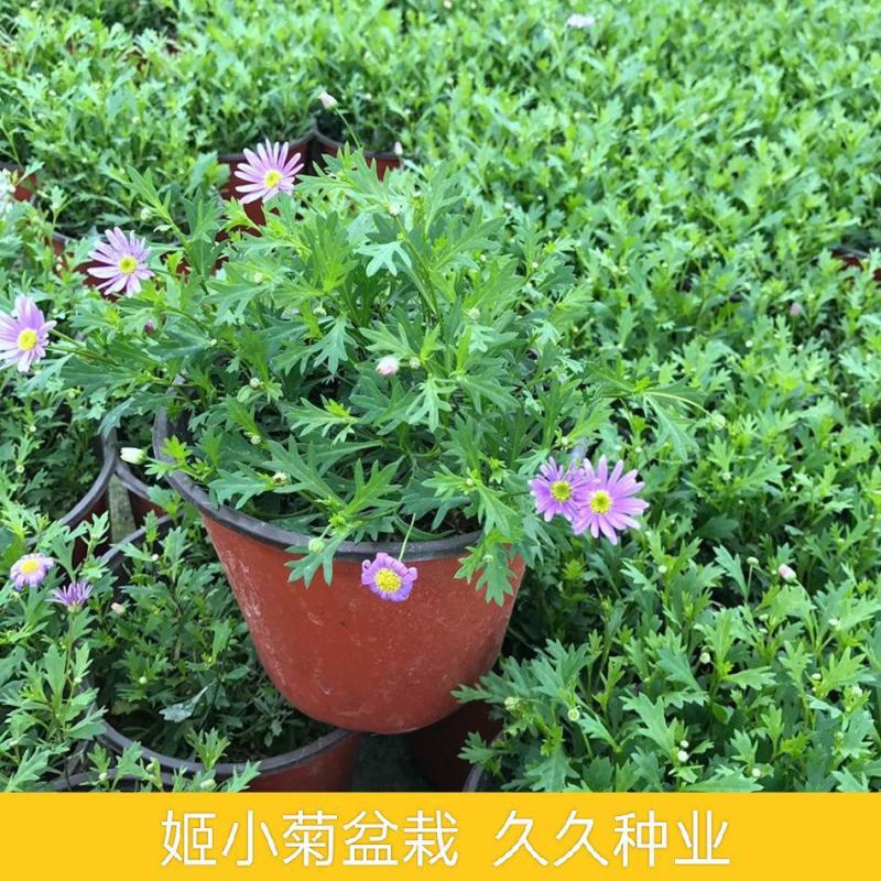 四季花草姬小菊盆栽苗多年生草本花卉花多花期长