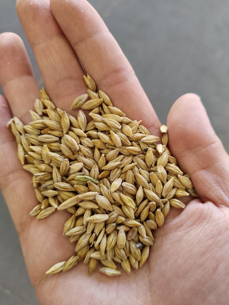大麦带壳大麦芽酿酒饲料发麦农作谷物100斤袋装现货