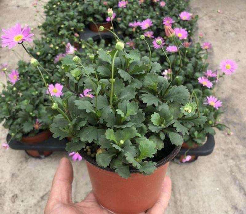 四季花草姬小菊盆栽苗多年生草本花卉花多花期长