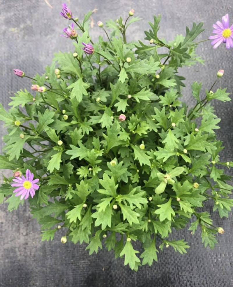 四季花草姬小菊盆栽苗多年生草本花卉花多花期长