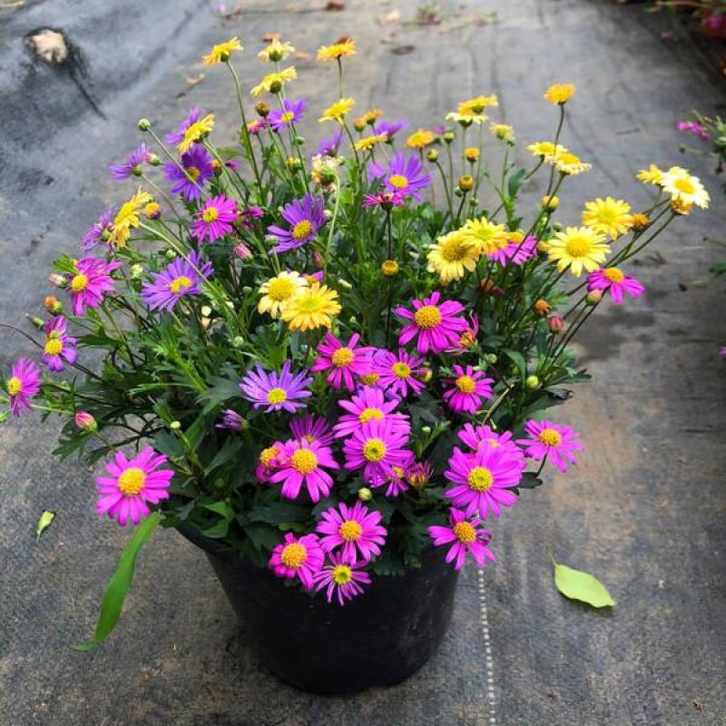四季花草姬小菊盆栽苗多年生草本花卉花多花期长