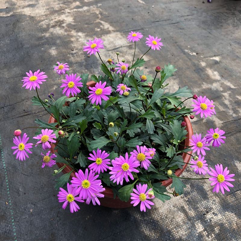 四季花草姬小菊盆栽苗多年生草本花卉花多花期长
