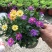 四季花草姬小菊盆栽苗多年生草本花卉花多花期长