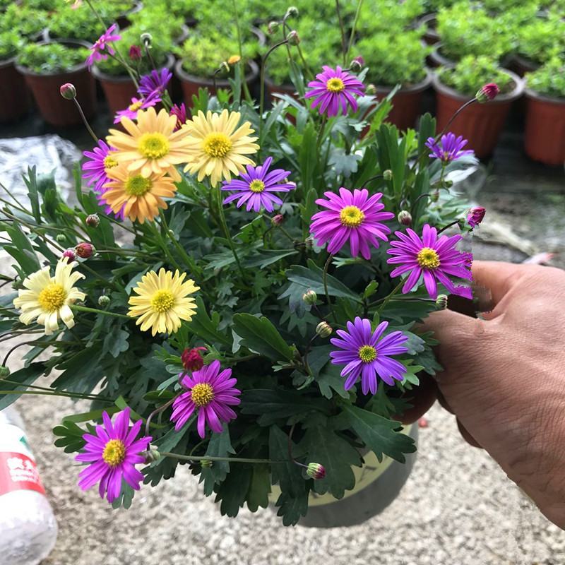 四季花草姬小菊盆栽苗多年生草本花卉花多花期长