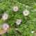四季花草姬小菊盆栽苗多年生草本花卉花多花期长