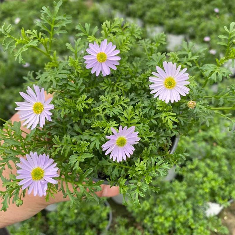 四季花草姬小菊盆栽苗多年生草本花卉花多花期长