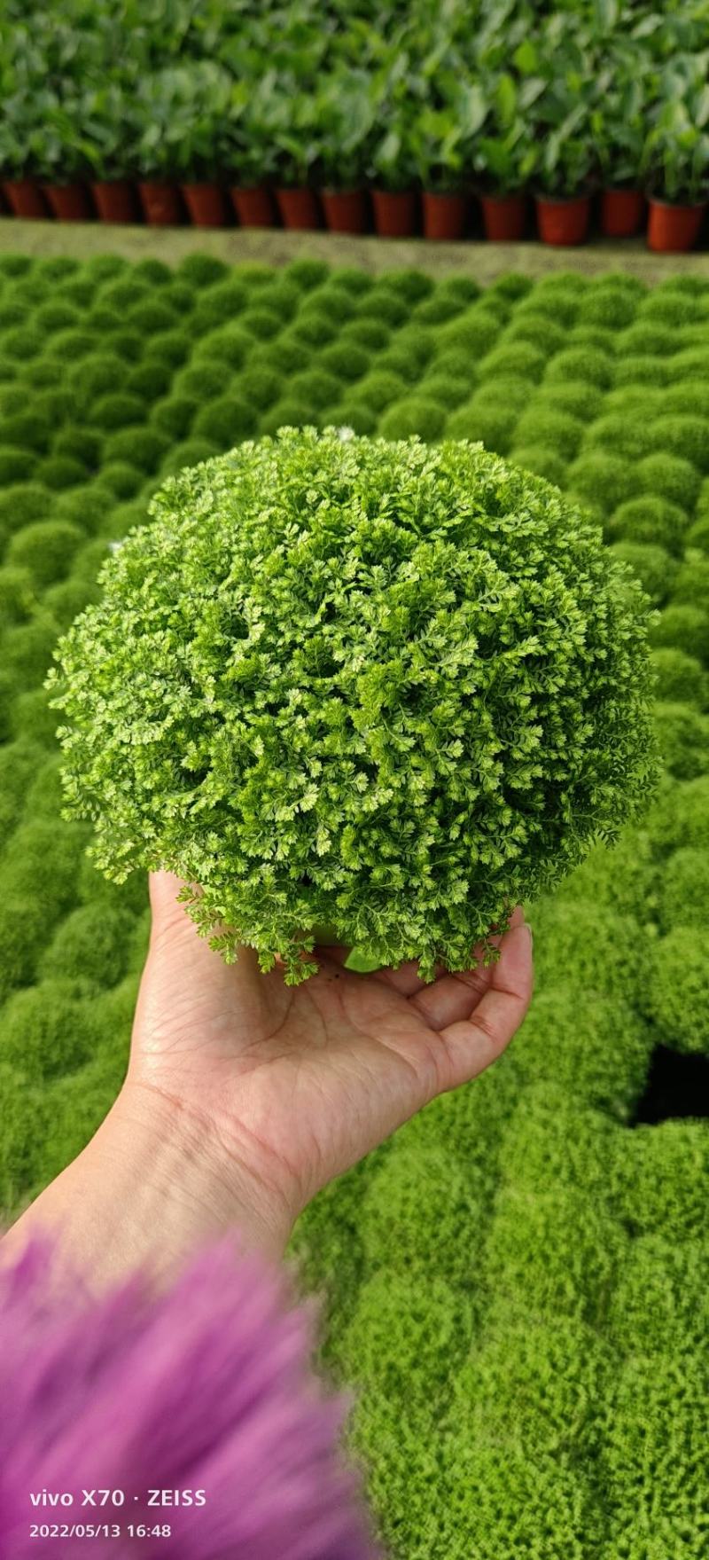 绿地球（量大价优，视频看货）免费提供技术指导