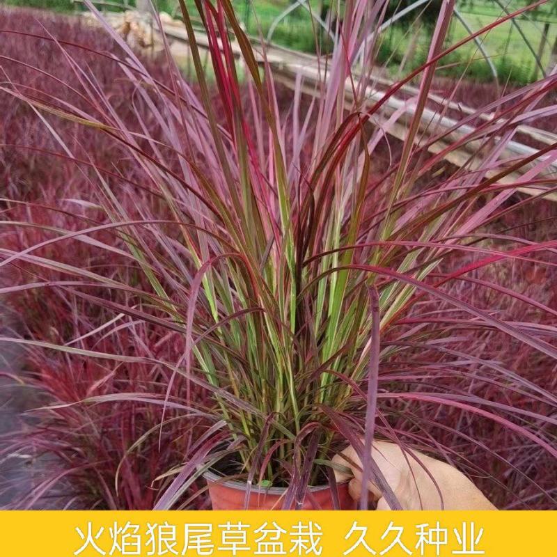 火焰狼尾草紫叶狼尾草多年生观叶植物护坡