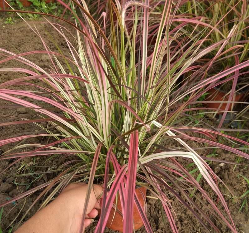 火焰狼尾草紫叶狼尾草多年生观叶植物护坡