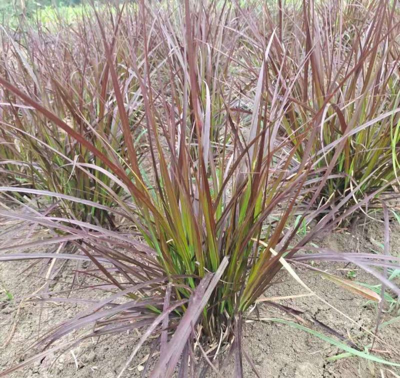 火焰狼尾草紫叶狼尾草多年生观叶植物护坡