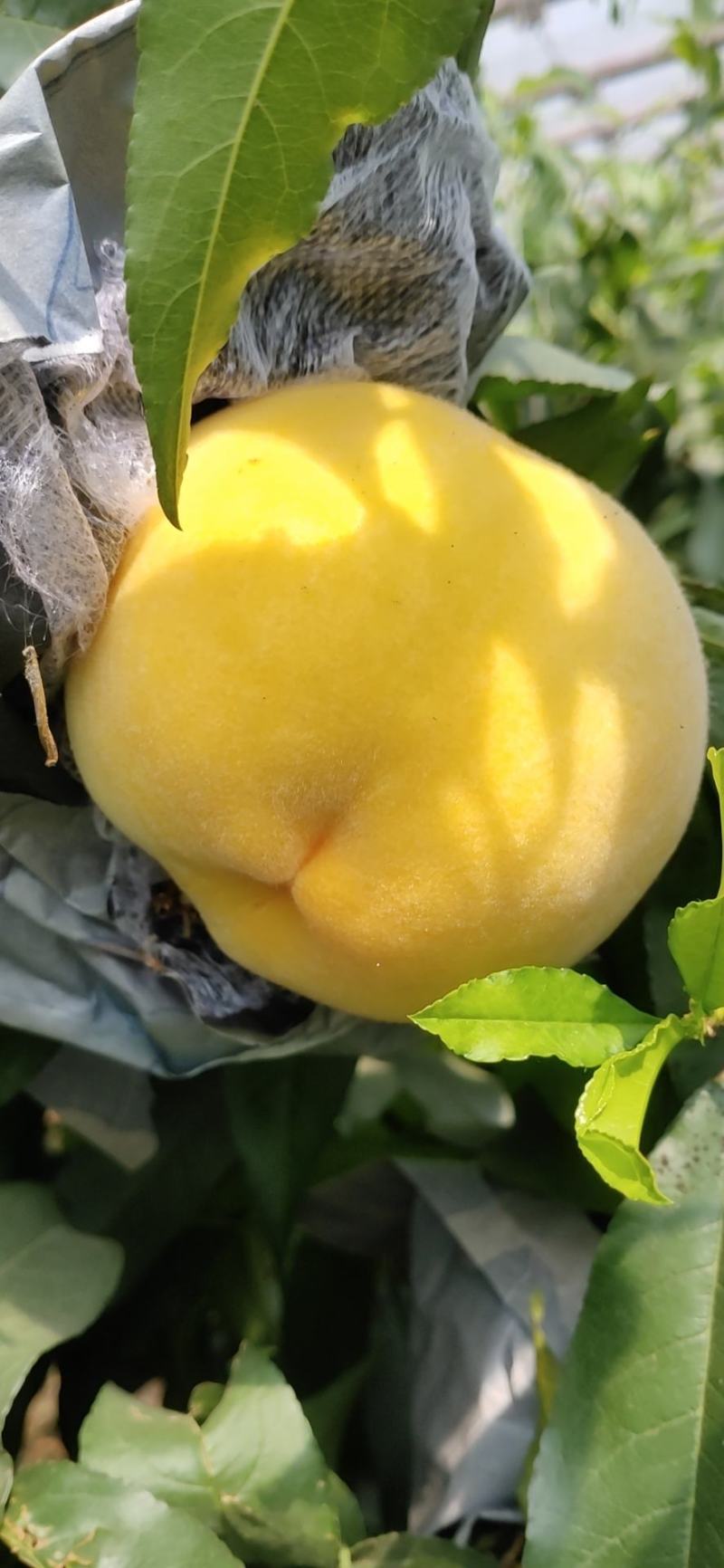 黄毛桃果个大品质好颜色好看，欢迎老板前来采购