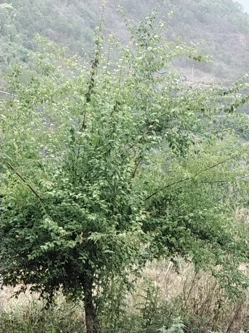 云南深山野生青梅，泡青梅酒，制作乌梅，口感酸爽可口。
