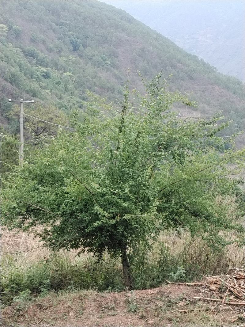 云南深山野生青梅，泡青梅酒，制作乌梅，口感酸爽可口。