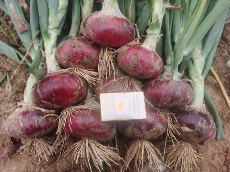 河南精品紫皮洋葱大量上市品种齐全，质量好价格优，诚信经营