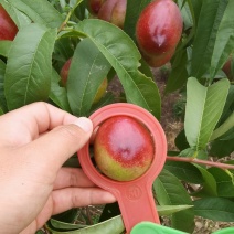 油桃