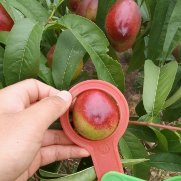 油桃