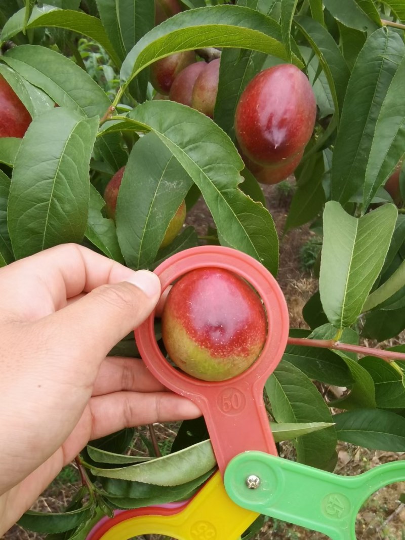 油桃