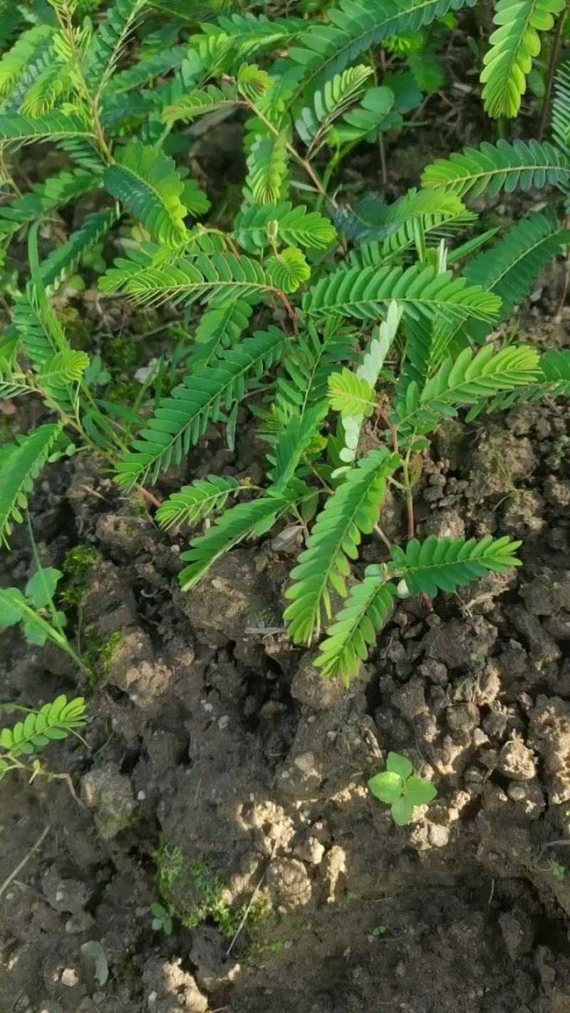 余甘果实生苗可嫁接牛甘子苗甜橄榄原生苗大量有苗