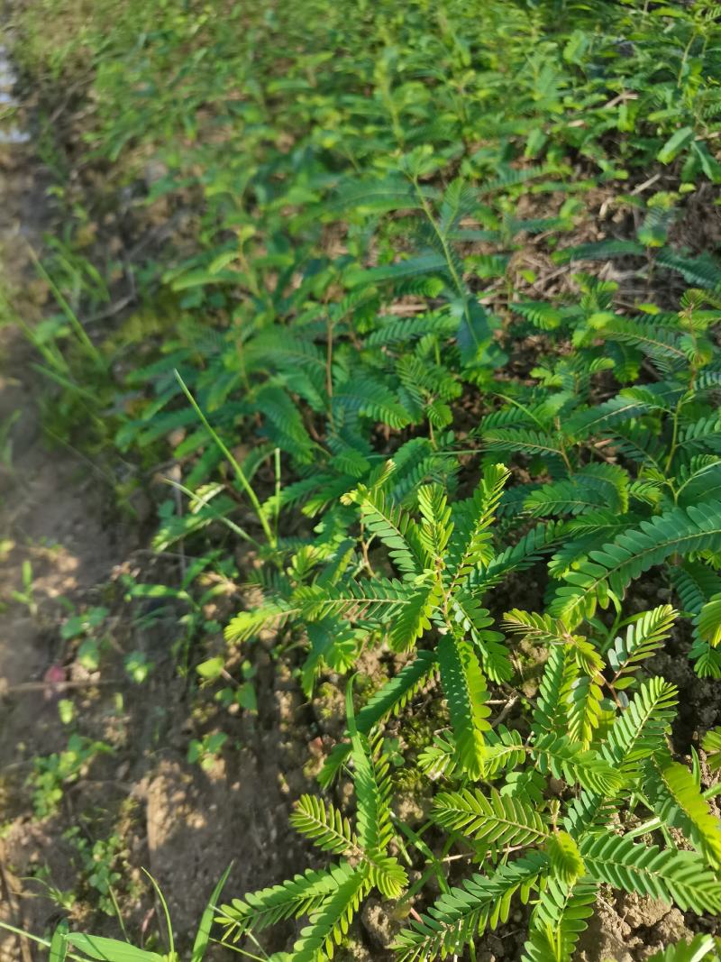 余甘果实生苗可嫁接牛甘子苗甜橄榄原生苗大量有苗