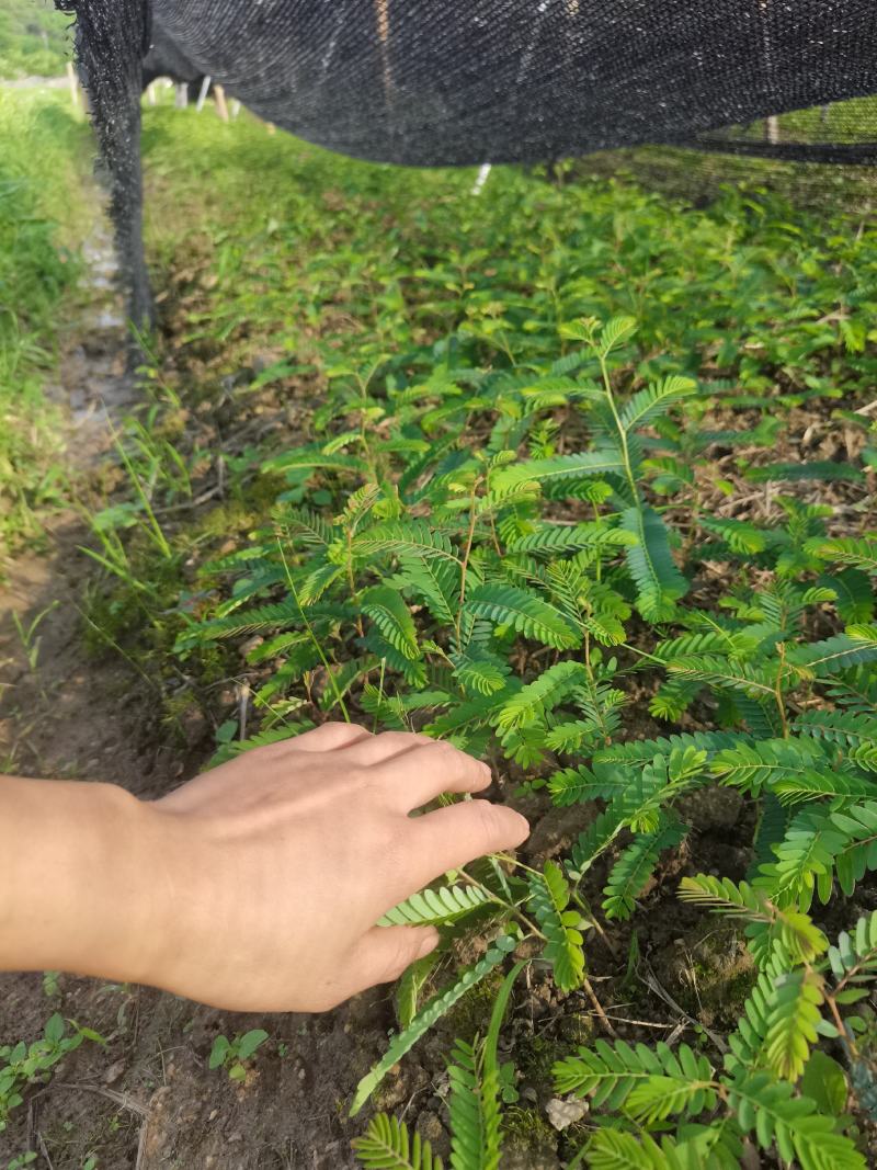 余甘果实生苗可嫁接牛甘子苗甜橄榄原生苗大量有苗