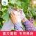 【厂家直供】葡萄套袋纯木浆全纸袋高抗水防虫防雨防日灼