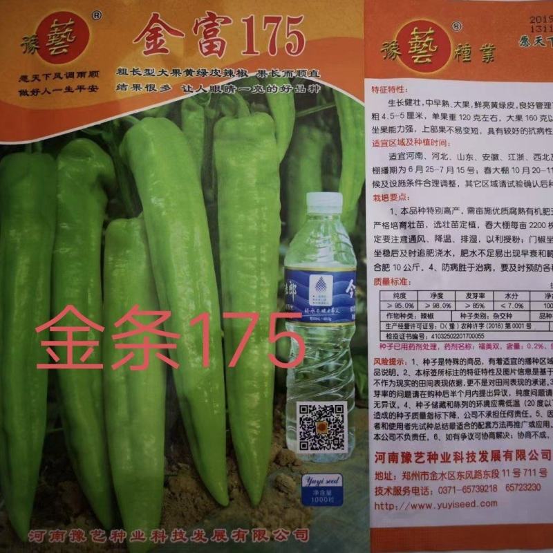 金富175大果黄绿皮单果重160克膨果速度快连续坐强抗病