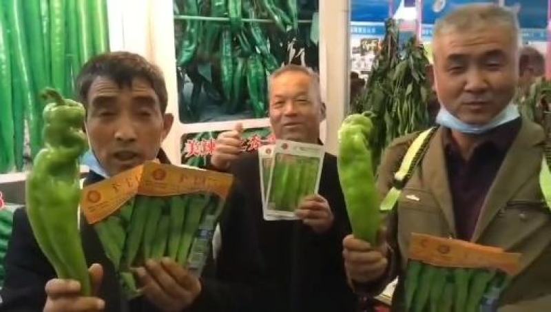 金富175大果黄绿皮单果重160克膨果速度快连续坐强抗病