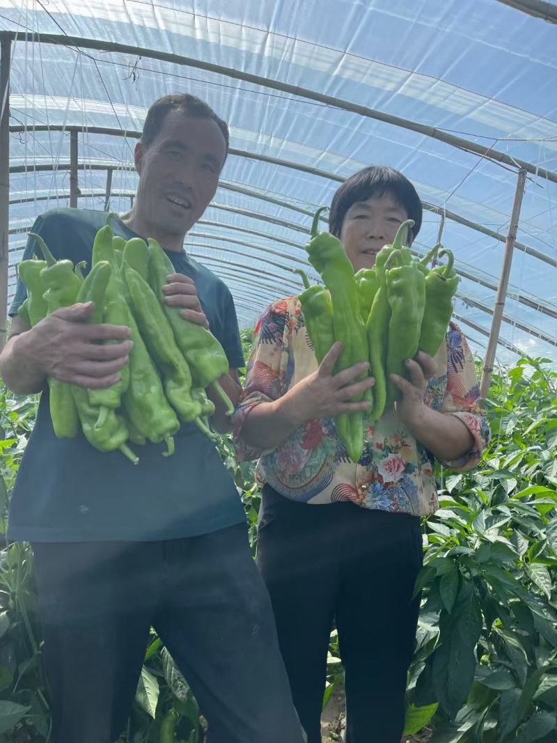 金富175大果黄绿皮单果重160克膨果速度快连续坐强抗病