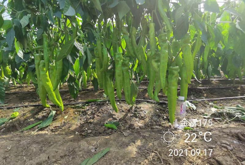 金富175大果黄绿皮单果重160克膨果速度快连续坐强抗病