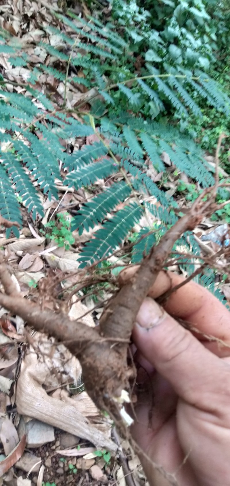 滋补强壮作用的土人参