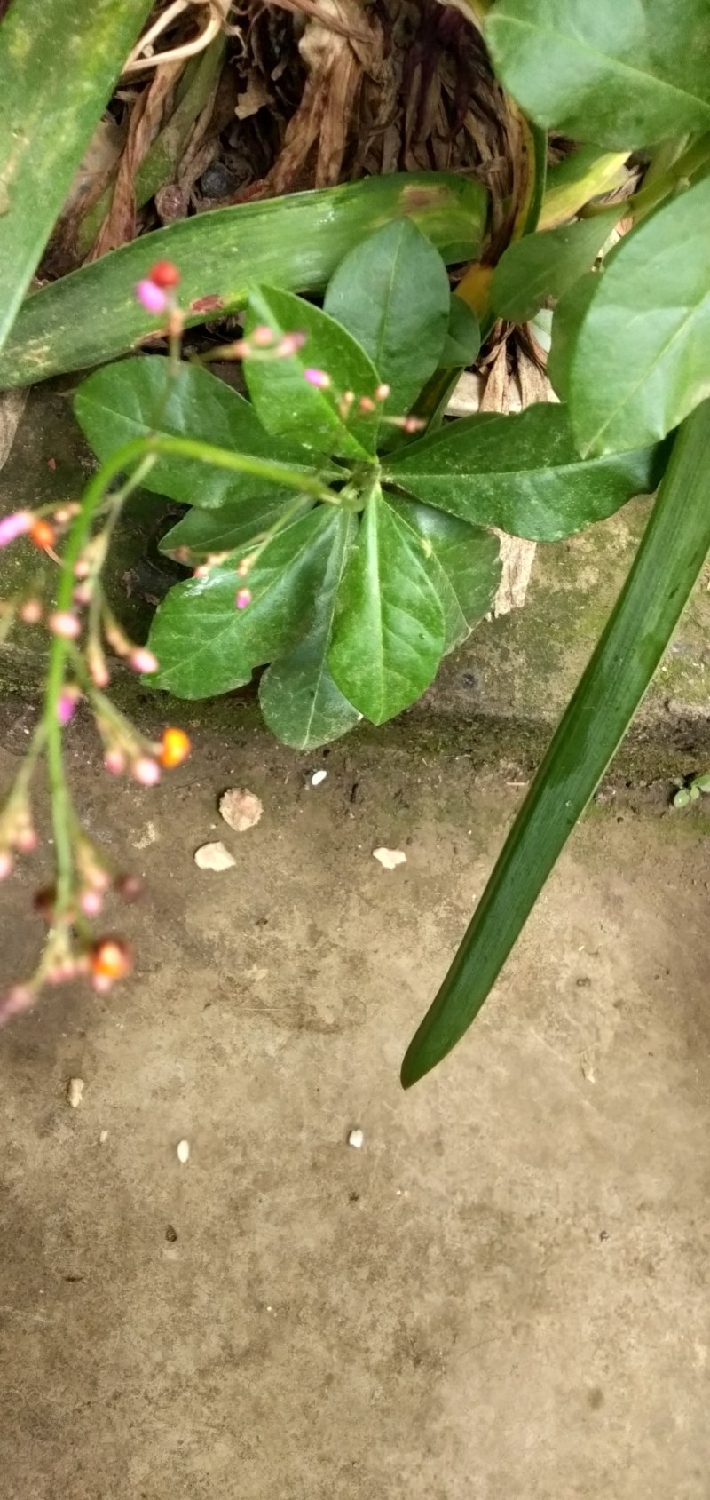 滋补强壮作用的土人参