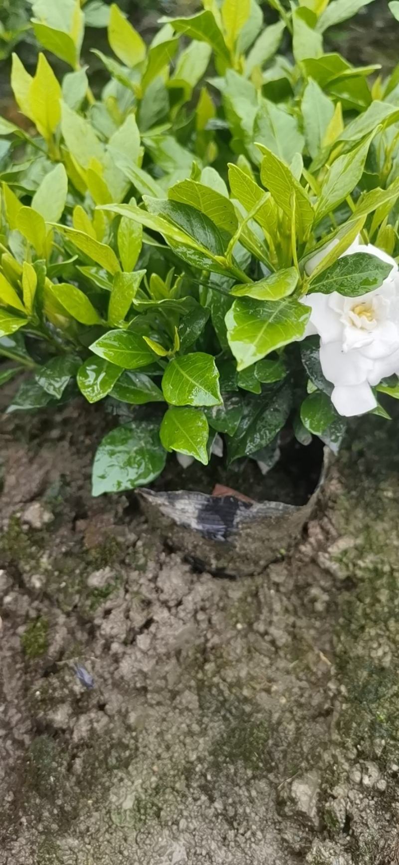 四季栀子花