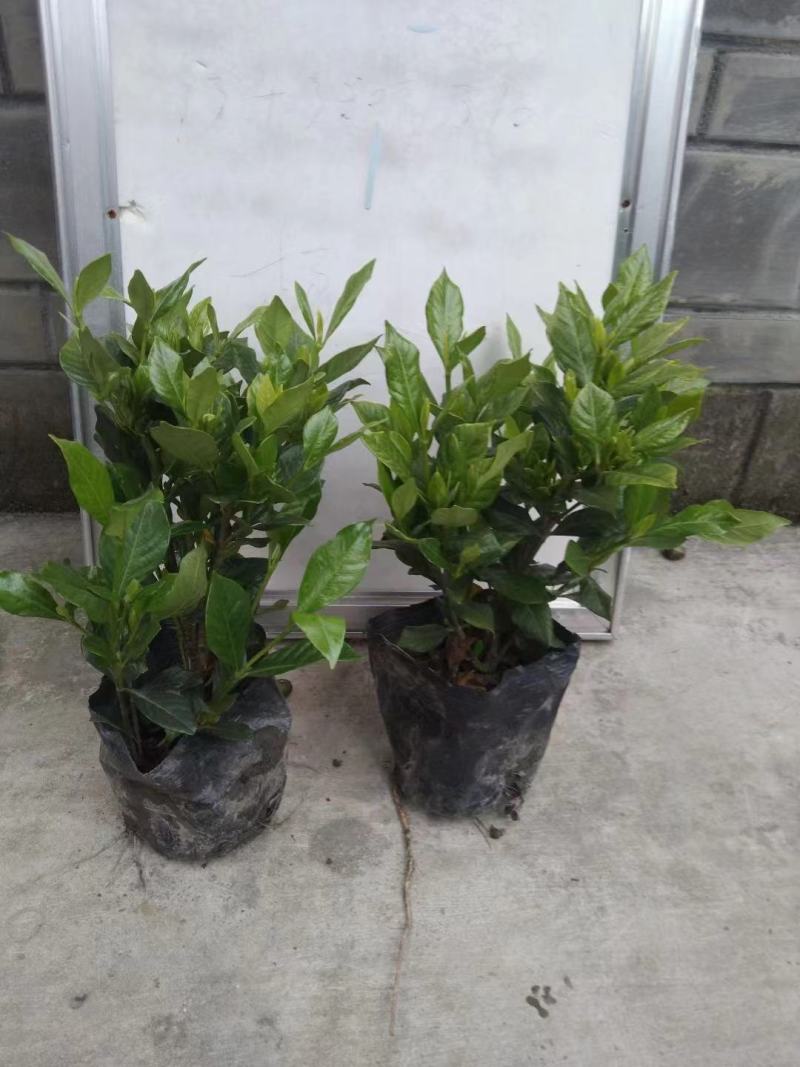 四季栀子花